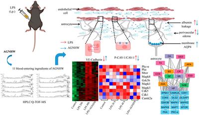 Angong Niuhuang Wan ameliorates LPS-induced cerebrovascular edema by inhibiting blood‒brain barrier leakage and promoting the membrane expression of AQP4